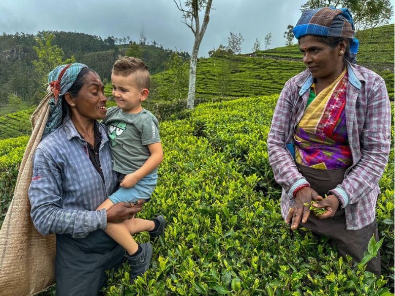 dvě srílanské ženy sbírají čajové lístky, jedna drží malé dítě