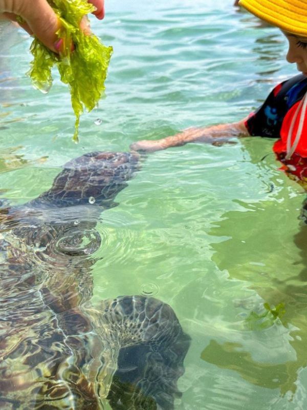 ruka drží mořské řasy a malý chlapec krmí mořskou želvu