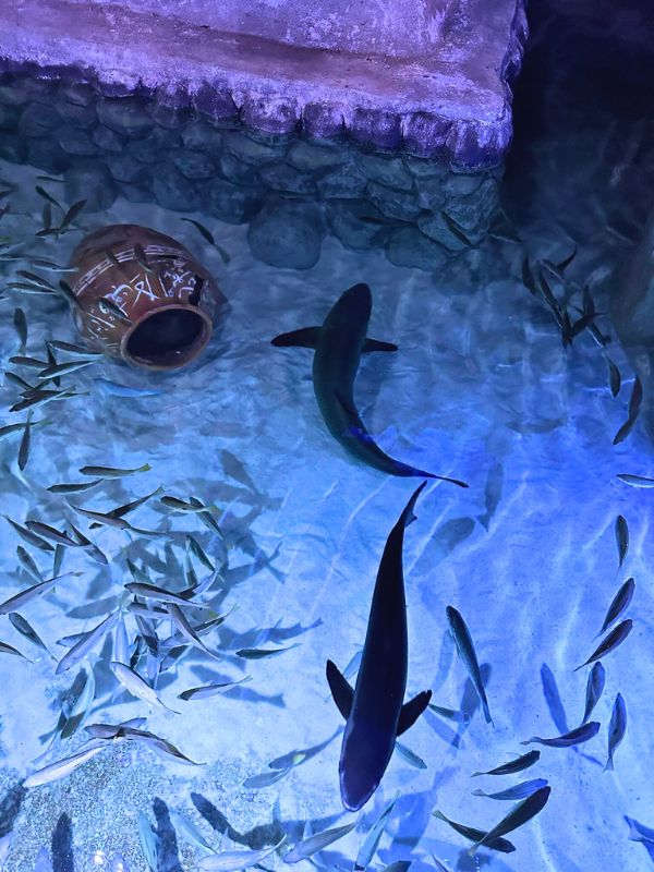 Fish Abu Dhabi ryby různých velikostí plují kolem porcelánové nádoby v akváriu v Abú Dhabí