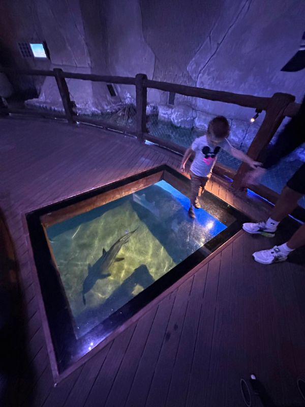 Glass bottom chlapec stojí na skleněném dně akvária, pod ním plave žralok