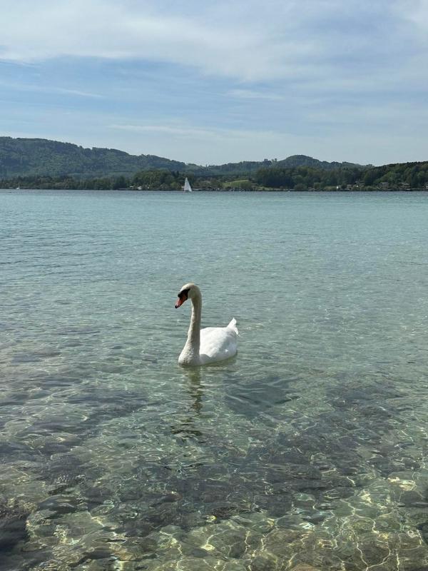 Labuť uprostřed jezera