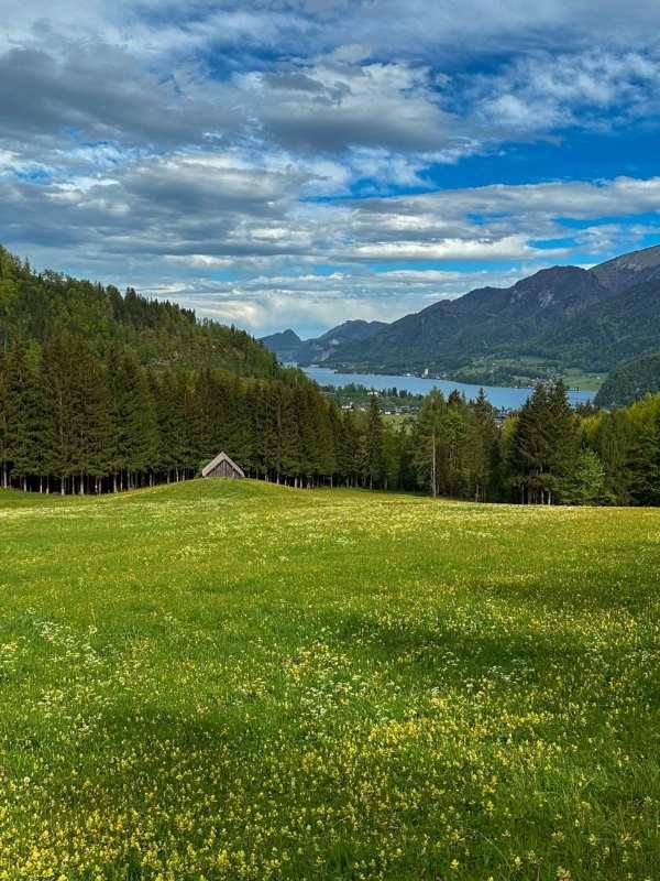 Louka posetá pampeliškami, kolem lesy a modrá obloha