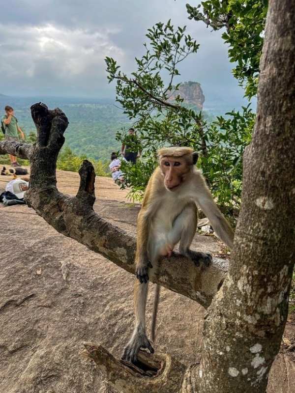 opice sedí na větvi stromu, za ní je výhled na Sigiriya Rock