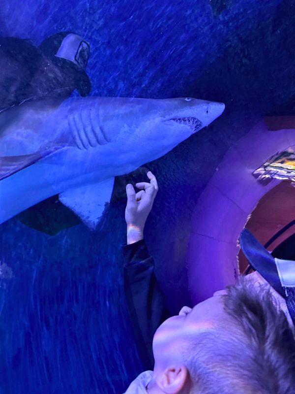 Shark Abu Dhabi žralok plave za skleněným tunelem a směrem k němu se natahuje lidská ruka