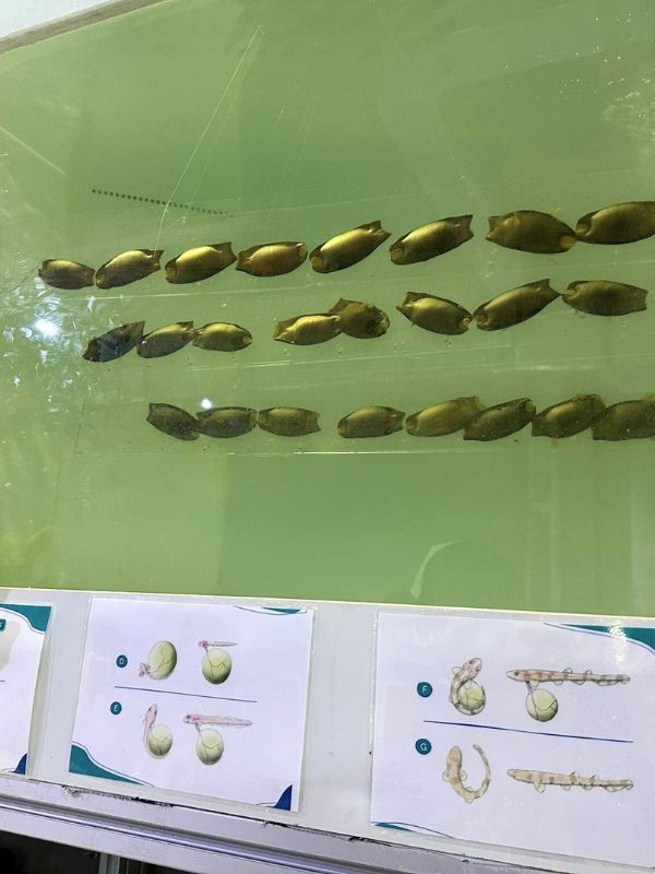 Shark Embryo žraločí embrya různých velikostí vystavená v akváriu