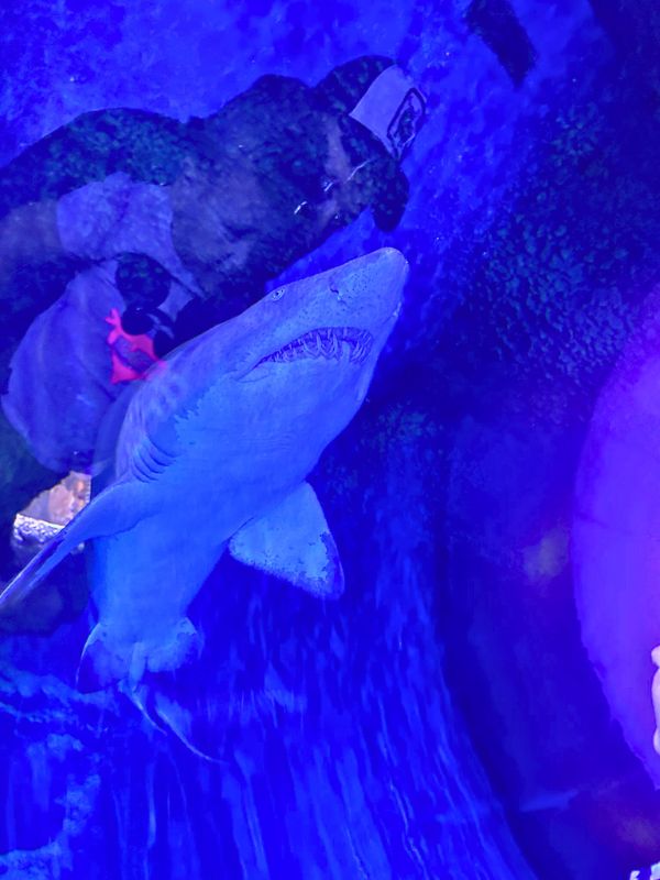 Shark žralok plave nad sklem a hned vedle jeho zubů je vidět odraz otce a syna