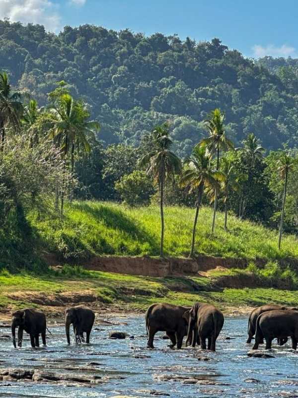 stádo slonů se koupe v řece na Srí Lance