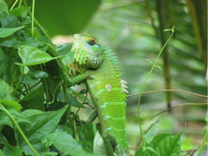 Sri Lanka zelený chameleon ukrytý v zelené džungli