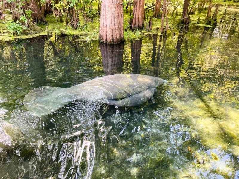 Kapustňák a mládě plavou ve vodě prorostlé velkými cypřiši.