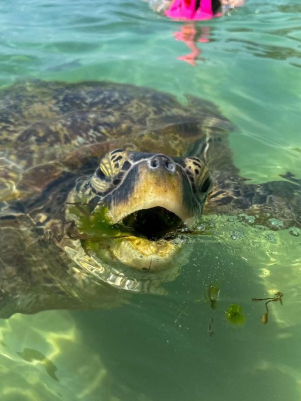 mořská želva na pláži Dalawella na Srí Lance