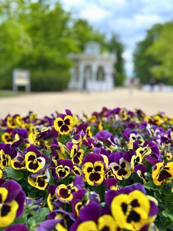 Záhon fialek ve Františkových Lázních.