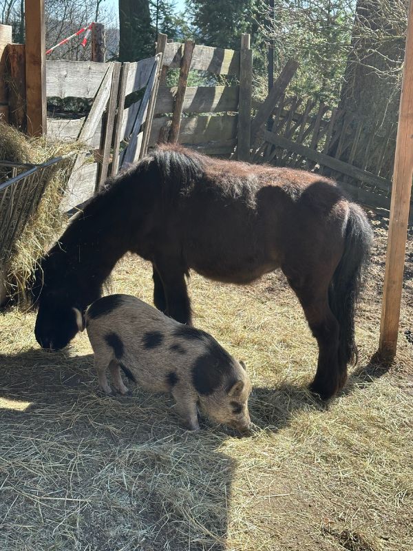 Ponik a prasátko na seně.