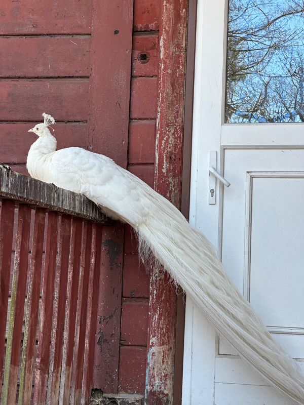 Bílý páv na Dianě.