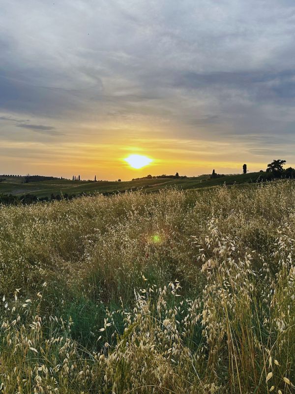 Západ slunce mezi zlatými klasy na poli.