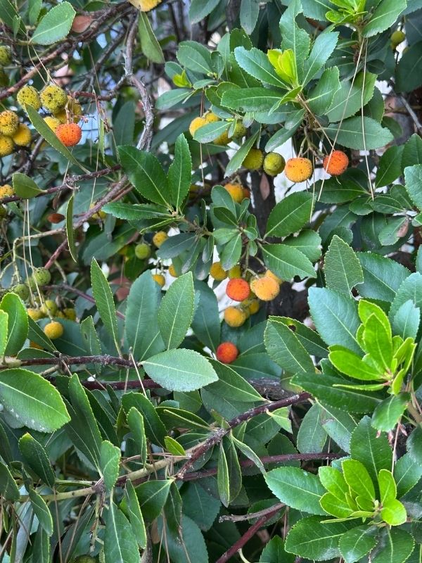 planika Plody jahodového stromu – planika obecná (Arbutus unedo) v Chorvatsku.
