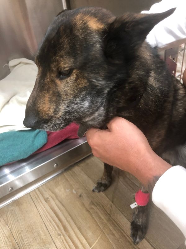 Fenku po uštknutí chřestýšem vyšetřuje veterinář, na tlapce má zavedenou kanylu a je viditelně zesláblá