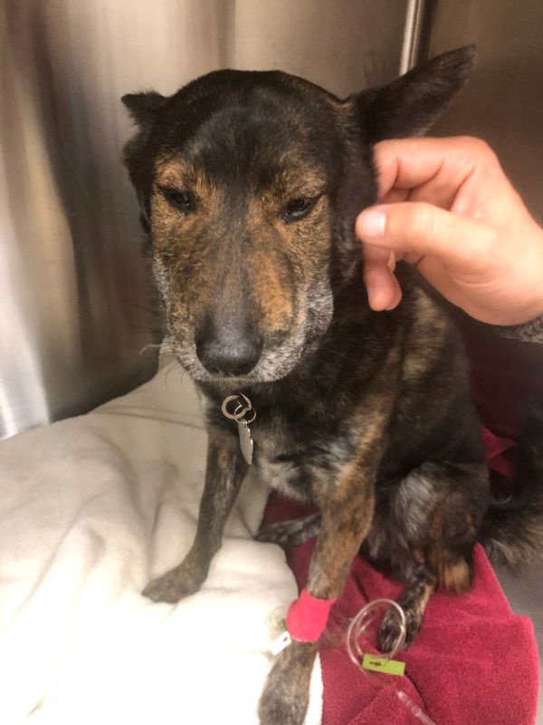 Pes po uštknutí chřestýšem odpočívá na veterinární klinice, po podání protijedu a infuzní léčbě